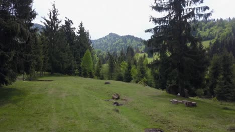 aerial shot moving away from trees in woodland with ever green trees