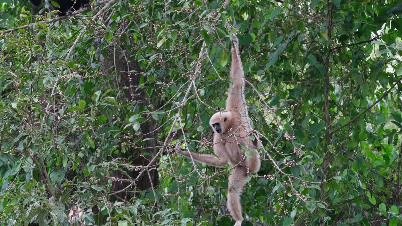 moviéndose de arriba hacia abajo el gibón de manos blancas está eligiendo y comiendo frutas maduras mientras se mueve de una rama a otra en un árbol dentro del parque nacional de khao yai, tailandia