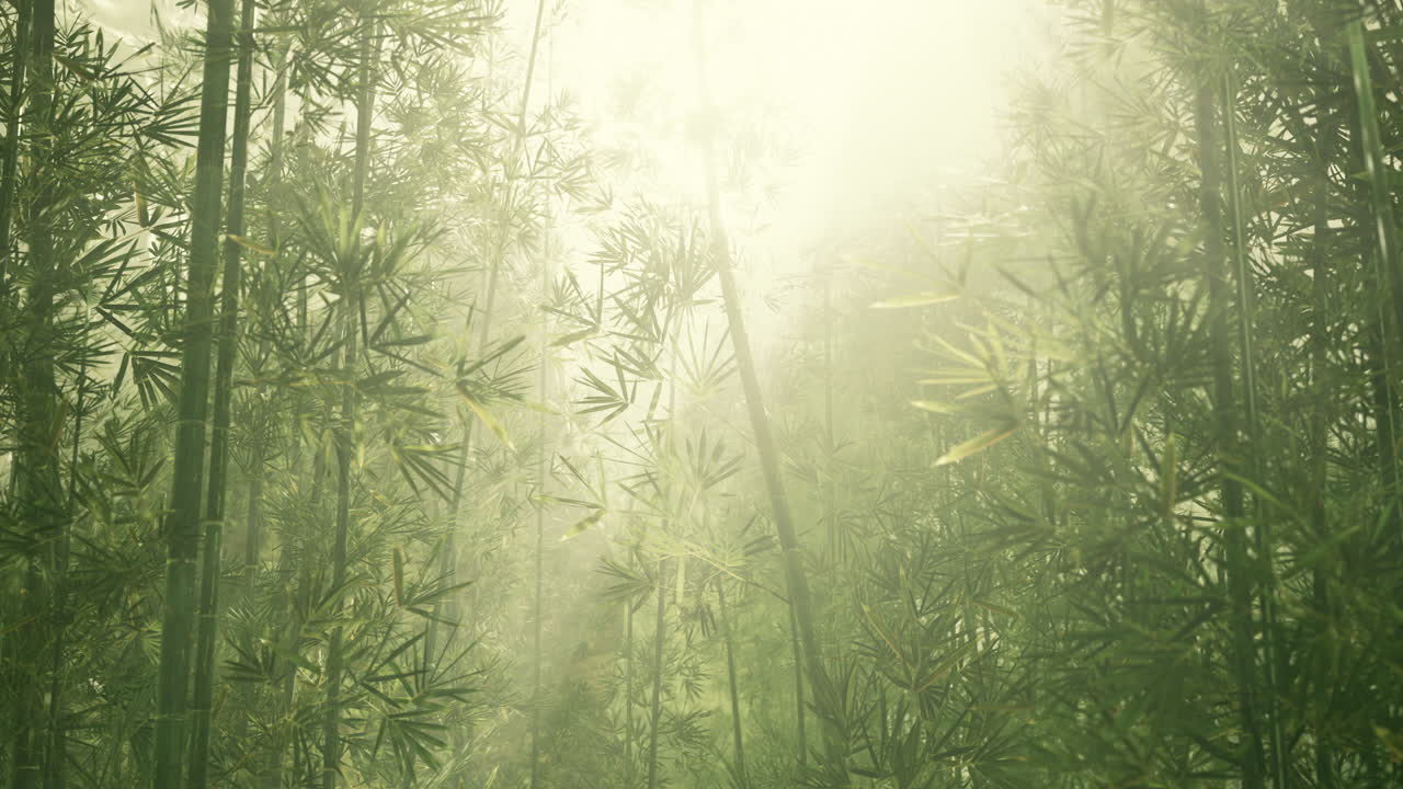 el bosque de bambú brumoso