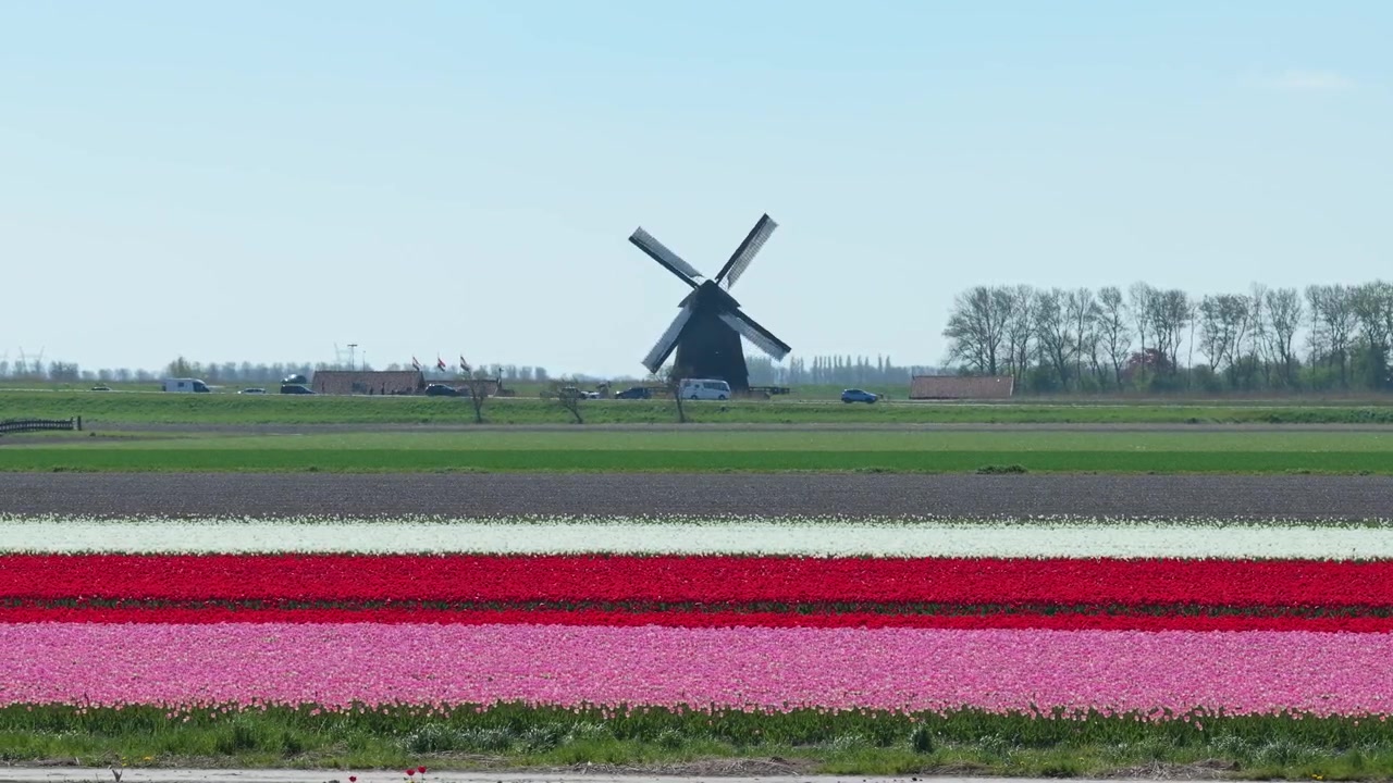 Tradisjonell nederlandsk vindmølle som snurrer i et fargerikt tulipanfelt