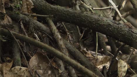 ant road on tree root in the jungle of peru in south america