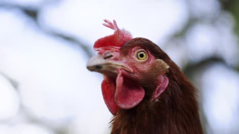 Chicken-Closeup-with-blurred-background