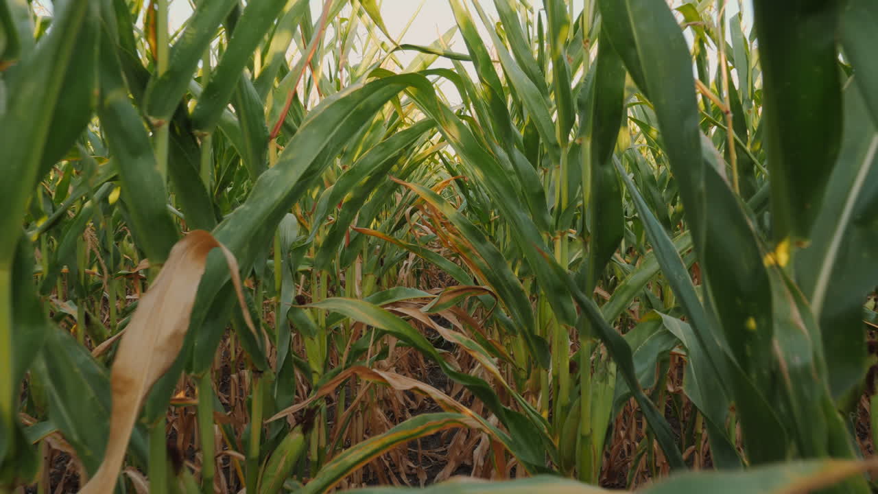 camino de los campos de maíz