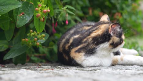 cute calico kitten rolling and relaxing on stone pavement under green garden plants