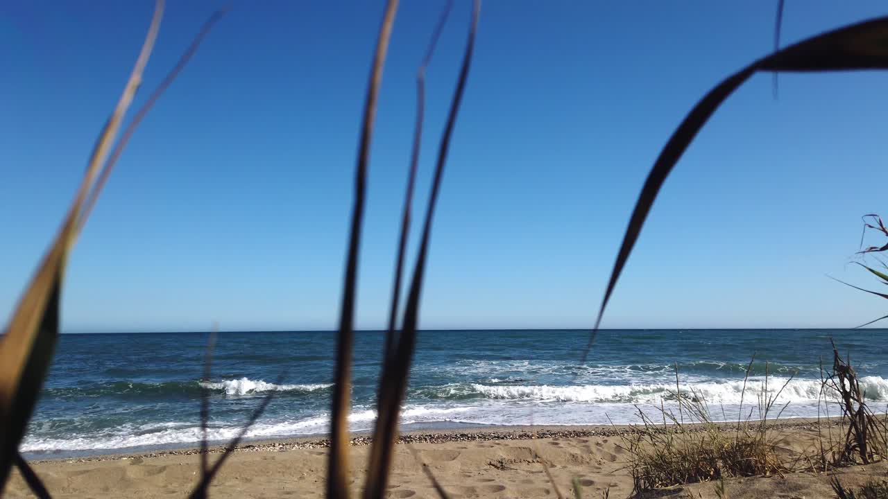 hojas en la playa con cambio de enfoque