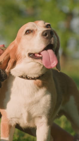 primer plano del dueño del perro frotando la cabeza del perro con un guante de aseo bajo la cálida luz del sol, la lengua del perro colgando de alegría, el fondo con una vegetación exuberante borrosa