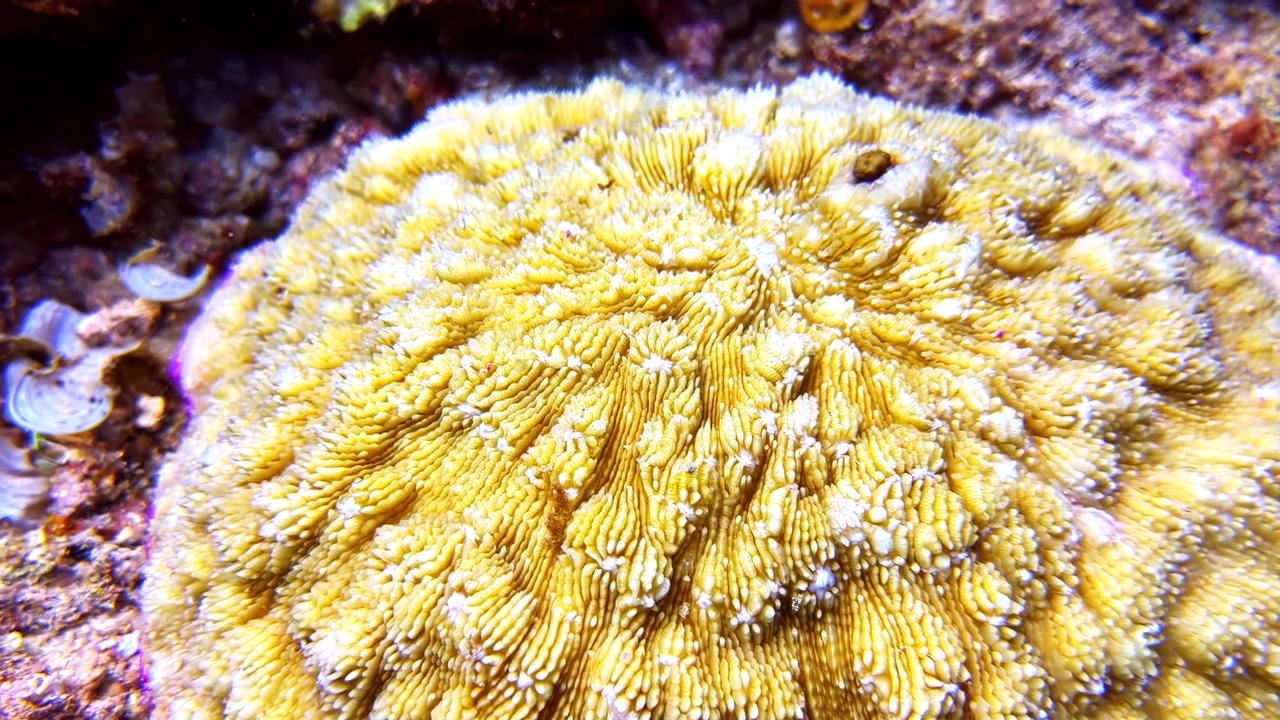 Primer plano extremo de una colonia de coral estrella amarillo con borde morado y pólipos de textura intrincada en el lecho de un arrecife tropical submarino.