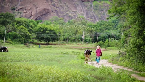 slomo gimbal back view shot of indian and cow walking on dirt road