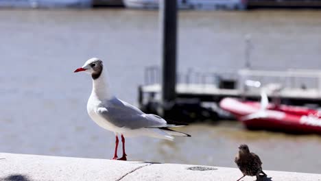 la interacción de la gaviota y el gorrión junto al río