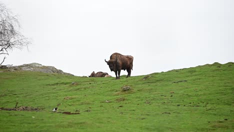 male european bison looking towards the camera while the rest of the herd is grazing on top of the hill