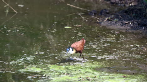 african jacana wading and foraging in shallow water, eating insect