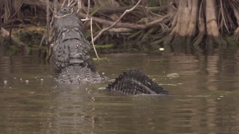 gator bellows and growls back view in slow motion as water dances on back in south florida everglades