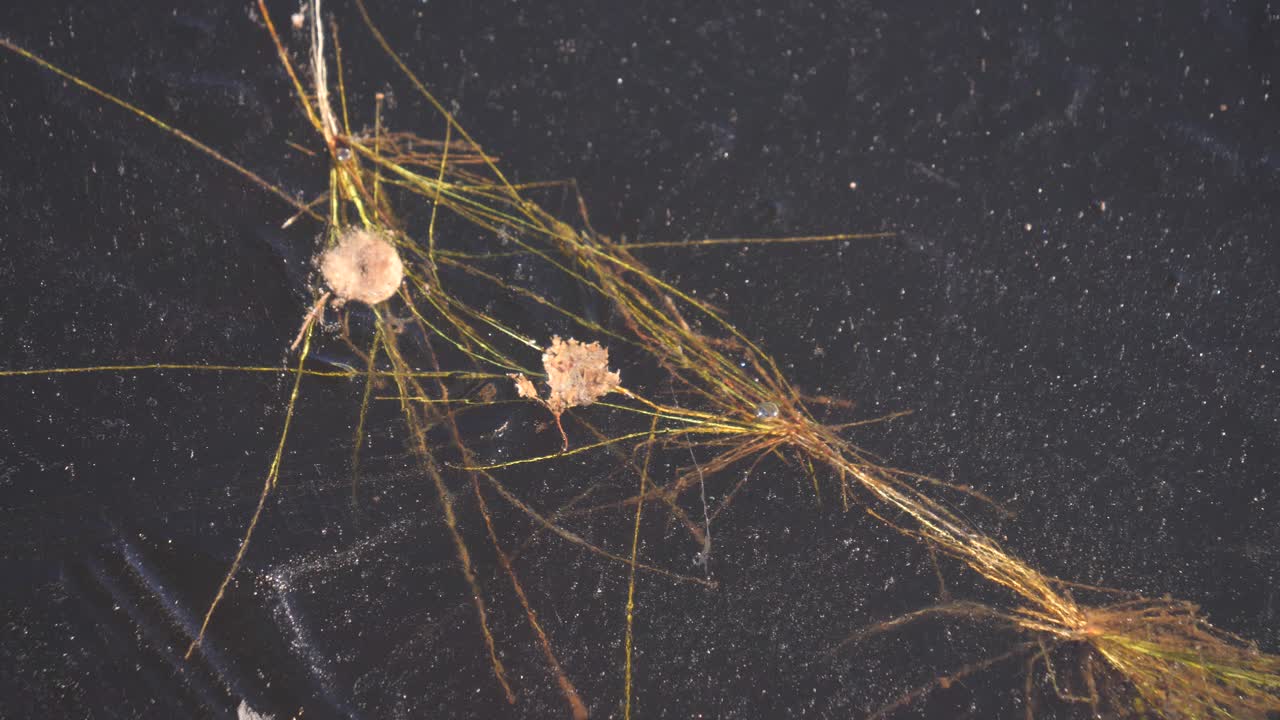 추운 겨울날 얼음에 얼어붙은 마른 짚을 가까이에서 볼 수 있습니다.