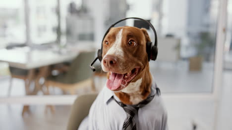 dog wearing a headset in a business setting