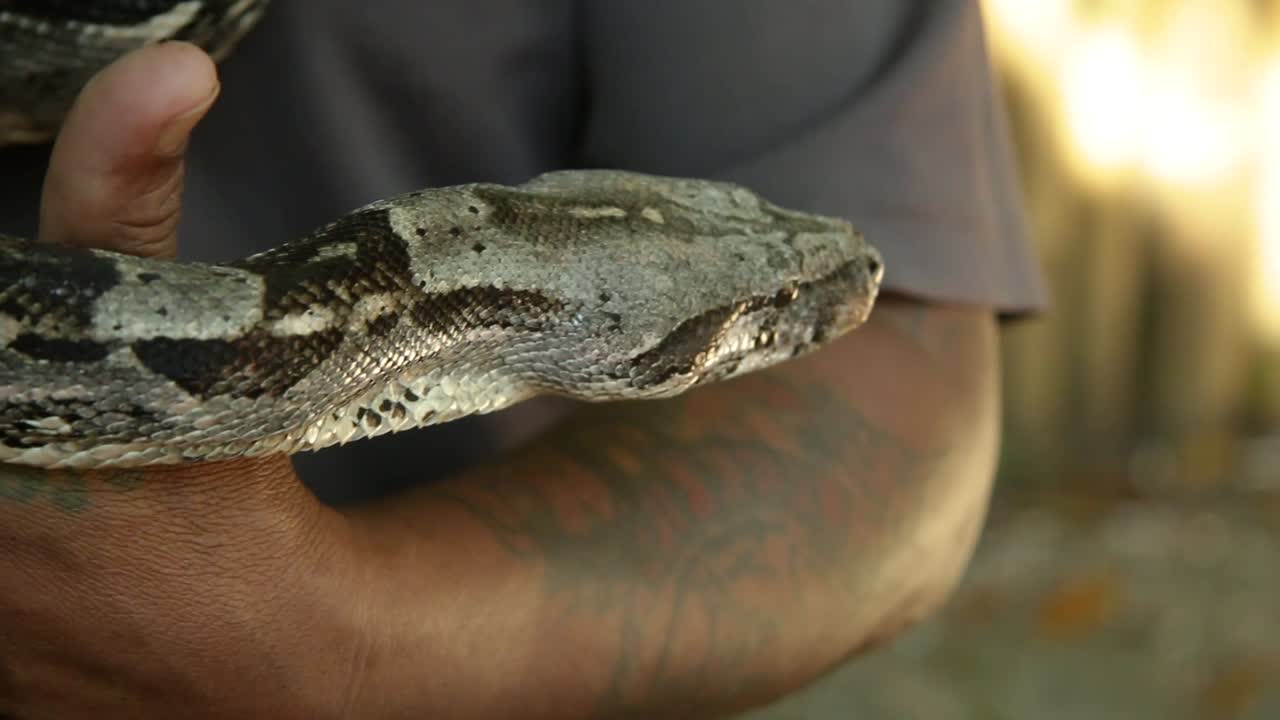 Random person holding boa constrictor.