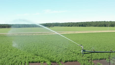 Farm-Irrigation-Sprinkler-Watering-Lush-Field-During-Daytime