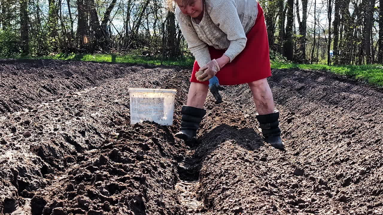 Pensioner planting potatoes in fresh tilled garden rows with hands. Manual labor by elderly in farm field.