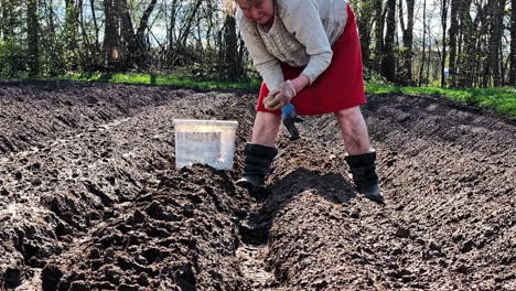 pensioner planting potatoes in fresh tilled garden rows with hands. manual labor by elderly in farm field.