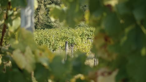 Planned-Shot-Through-Green-Leaves-Of-Organic-Vineyard