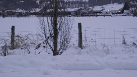 Dolly-Siguiendo-Una-Valla-De-Campo-Rústico-En-Invierno