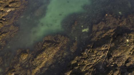 Birds-eye-view-drone-shot-of-an-adult-Common-Seal-resting-on-some-rocks