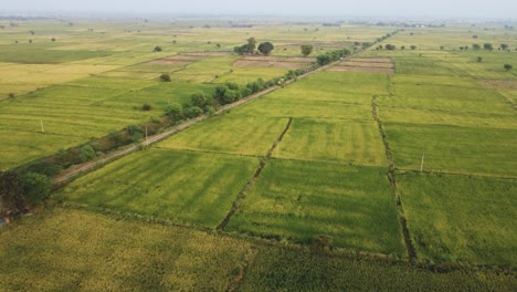 Toma-Aérea-De-Un-Dron-De-Una-Máquina-Cosechadora-En-Un-Campo-De-Arroz-Verde-En-Un-Pueblo-De-Gwalior-Madhya-Pradesh,-India