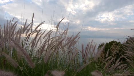 Rosenbrunnengras-Gegen-Bewölkten-Blauen-Himmel