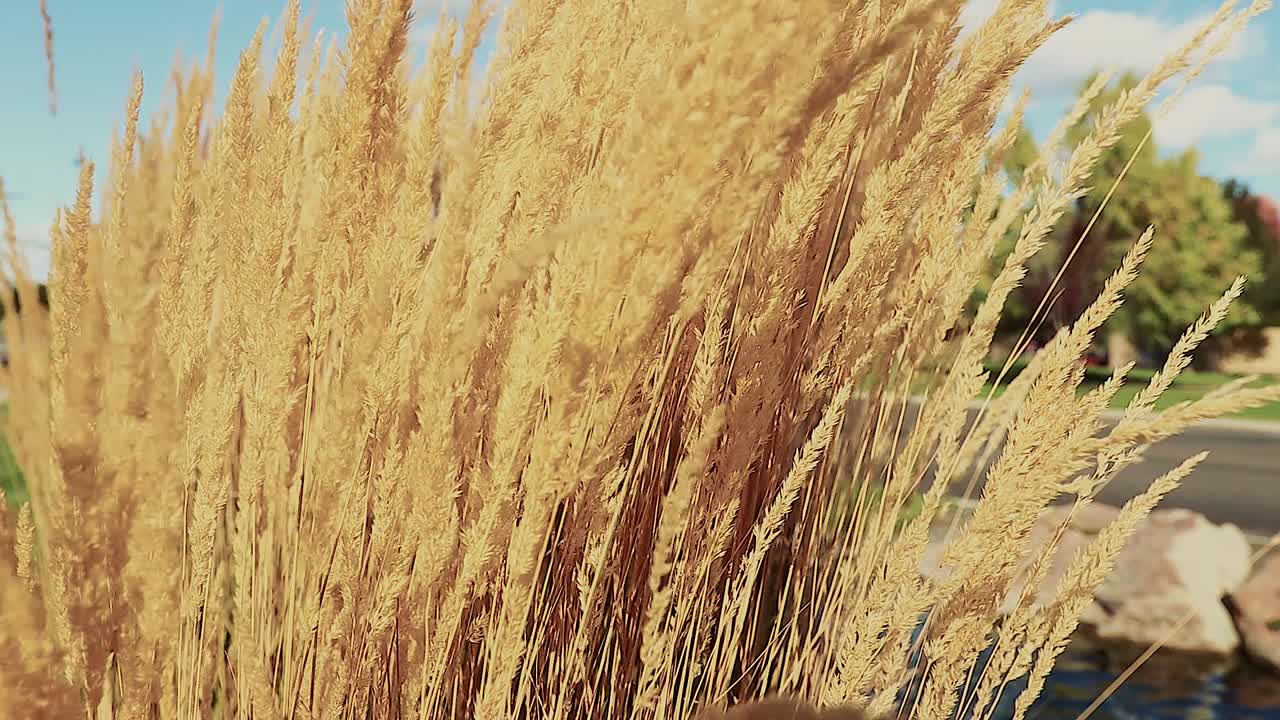 Tall Yellow Feather Reed Grass In Wind Slow Motion 20 Second Video