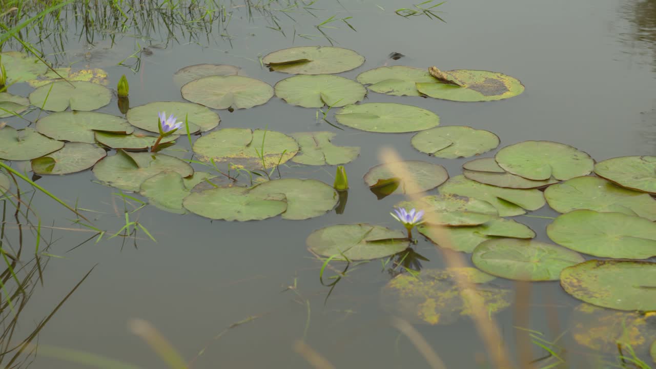 lirio de agua una planta acuática del género nymphaea que tiene hojas grandes, en forma de disco, flotantes y flores llamativas