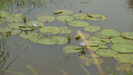 lirio de agua una planta acuática del género nymphaea que tiene hojas grandes, en forma de disco, flotantes y flores llamativas
