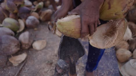 person manually husking coconuts with a traditional tool