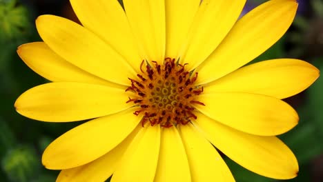 A-yellow-garden-flower-in-closeup,.-June.-UK