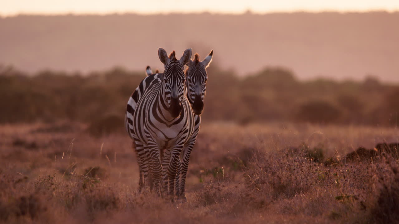 Vidvinkelbillede af en zebraflok, der står på savannens græsarealer
