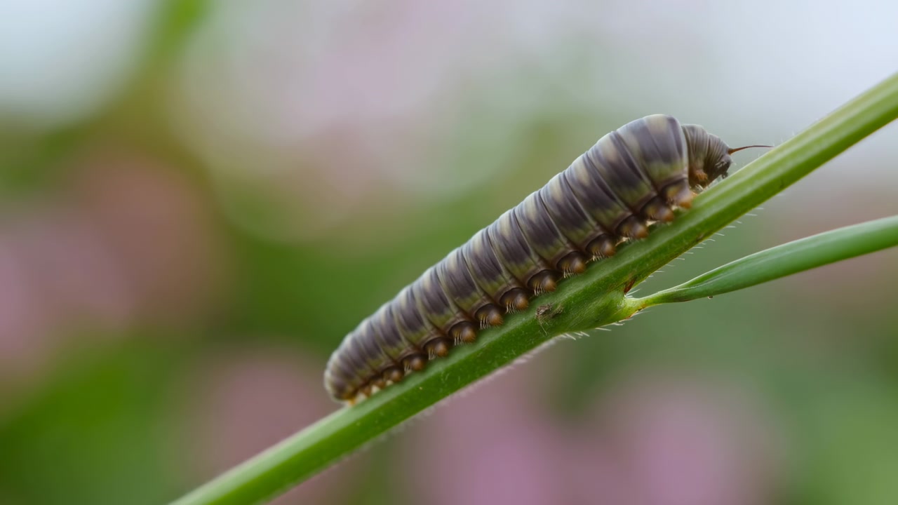 Gros plan d'un mille-pattes rampant sur une tige d'herbe, macro sereine d'un mille-pattes brun segmenté naviguant sur une tige verte