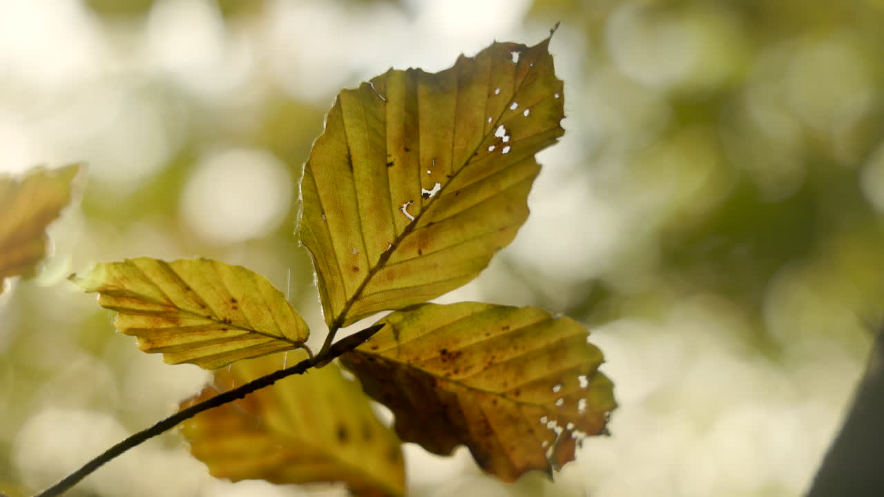 primer plano del follaje de otoño con hermosos colores