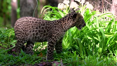 El-Leopardo-De-Indochina-Es-Una-Especie-Vulnerable-Y-Uno-De-Los-Grandes-Felinos-De-Tailandia