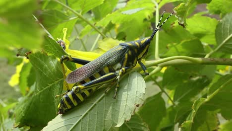 Aularches-Miliaris-Es-Una-Especie-De-Saltamontes-Monotípico-Del-Género-Aularches.-El-Insecto-Ha-Recibido-Diversos-Nombres,-Entre-Ellos-Langosta-Del-Café,-Saltamontes-Fantasma-Y-Saltamontes-Moteado-Del-Norte.