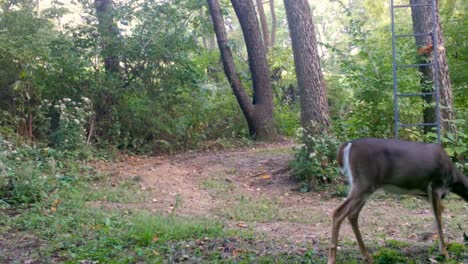 white tail deer - doe slowly, cautiously walks through a clearing in the woods