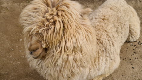 llama marrón tirada en el suelo comiendo y masticando