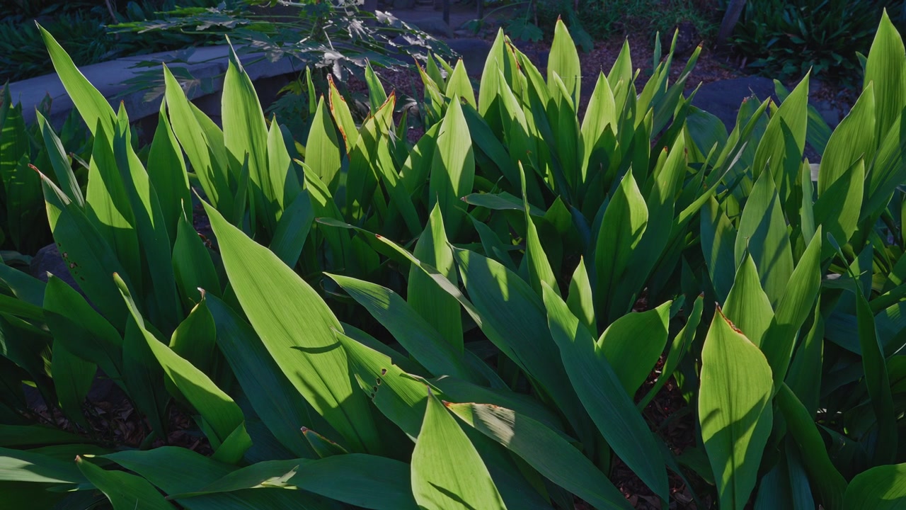 Fitte foglie di tulipano di un verde vibrante riempiono un'aiuola con la luce solare intensa che proietta ombre profonde tra il fogliame appuntito, catturate come un'ampia inquadratura statica dall'alto verso il basso con luce naturale calda