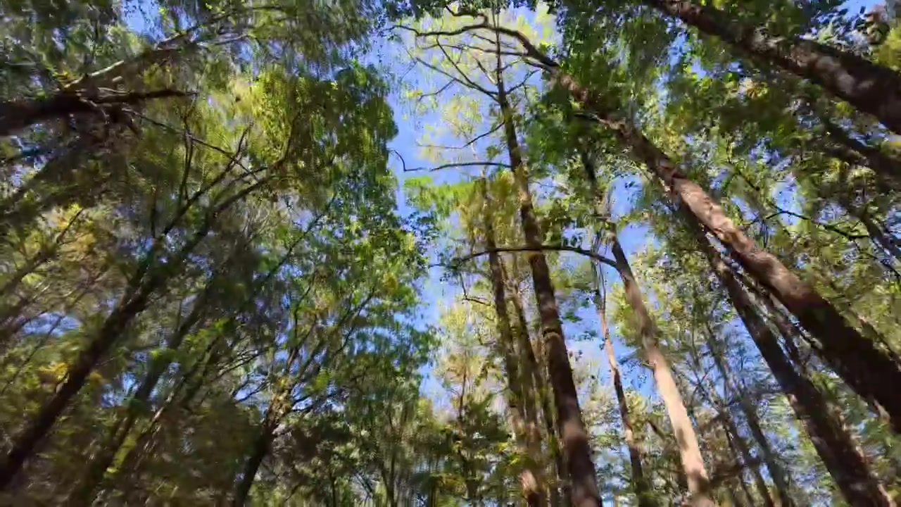 Dirigindo em uma estrada rural no interior da Pensilvânia, apreciando a beleza das folhas de outono, olhando para as árvores.