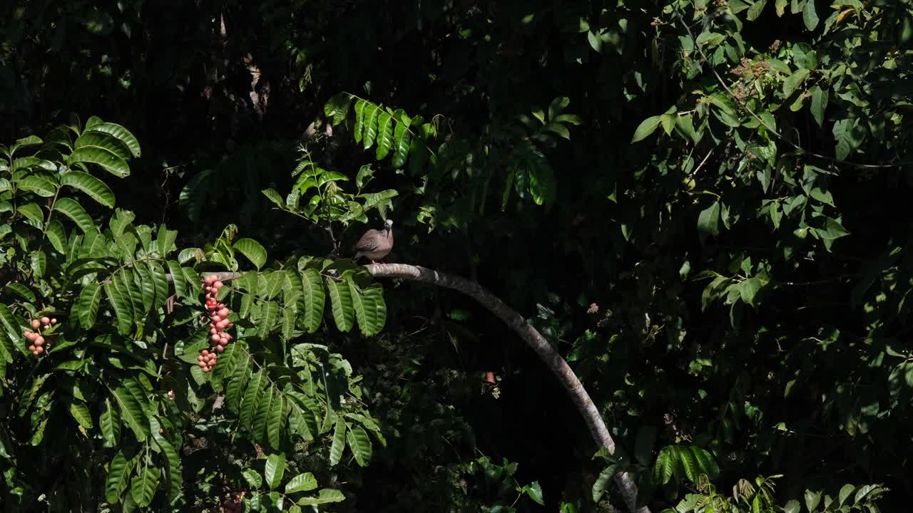 visto acicalándose en una rama y da la vuelta para equilibrarse mostrando su parte trasera y luego se acicala sus plumas, paloma manchada, spilopelia chinensis, parque nacional de khao yai, tailandia