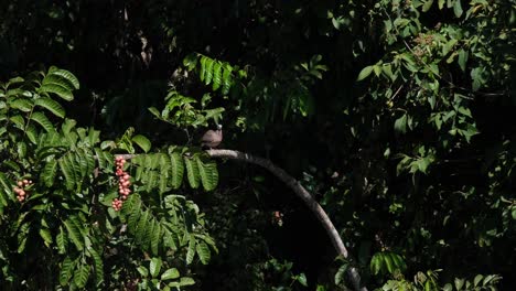 Seen-preening-on-a-branch-and-turns-around-balancing-itself-showing-its-back-side-then-preens-its-feathers,-Spotted-Dove,-Spilopelia-chinensis,-Khao-Yai-National-Park,-Thailand