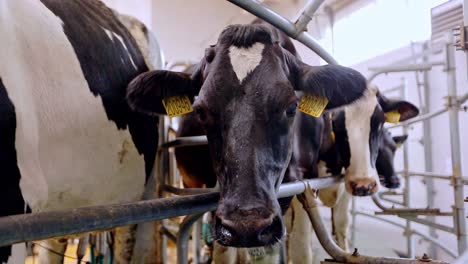 dairy cows on milk farm. process milking dairy cows on milk farm