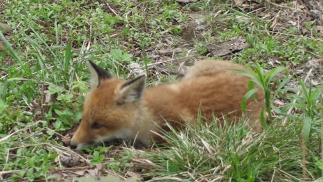 a cute cub of a red fox lies in the grass