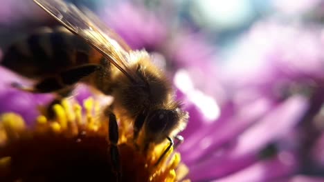 Honigbiene-Auf-Einer-Gartenblume.-Nahaufnahme-Makroaufnahme-6