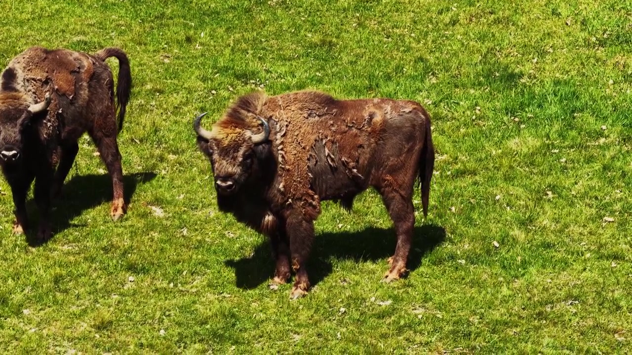 Filmagem de drone em close-up de um rebanho de bisões europeus selvagens parado em um prado verde exuberante durante um dia ensolarado. Majestosos animais wisent em habitat natural capturados de uma perspectiva aérea