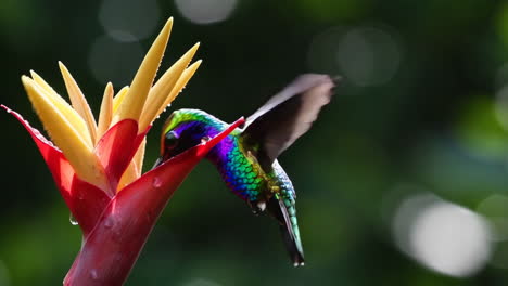 colibrí alimentándose de una flor