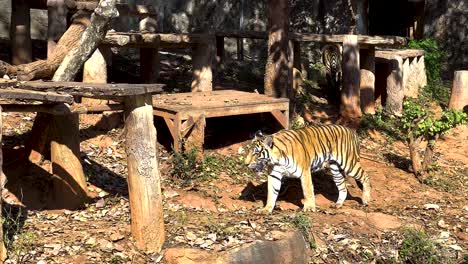 tigre caminando a través de un hábitat de zoológico naturalista