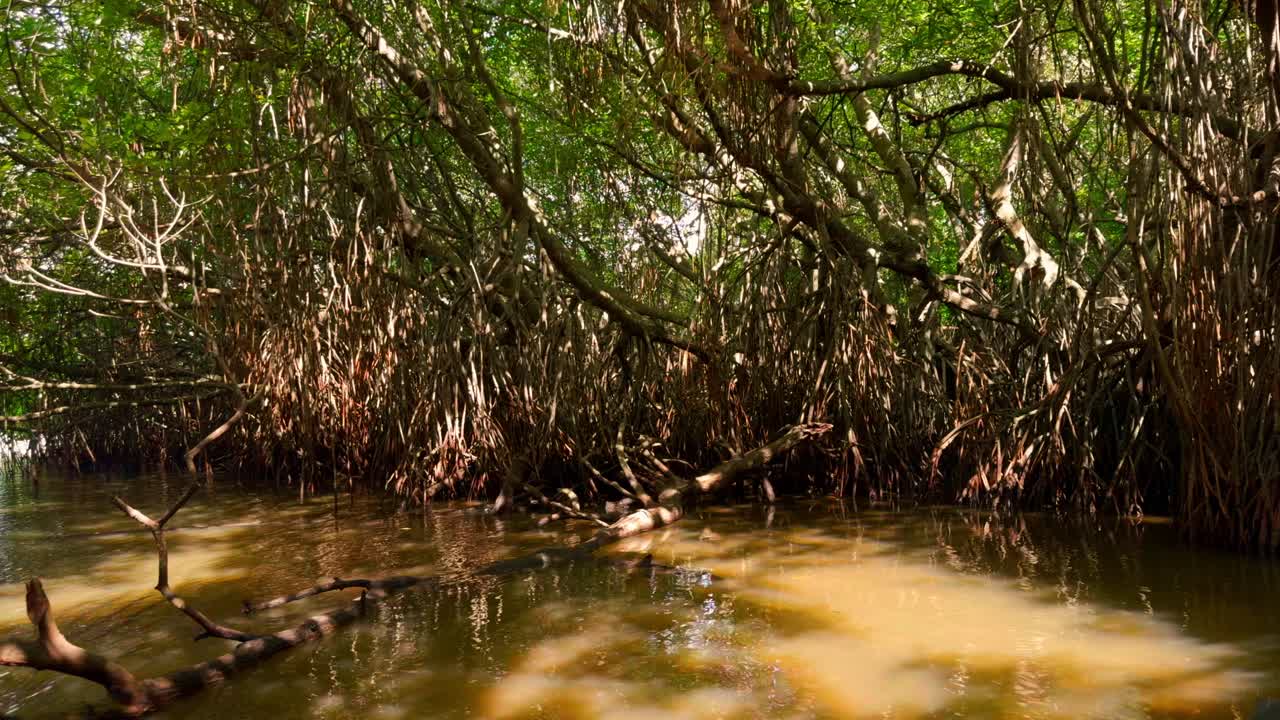 맹그로브 숲 풍경